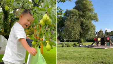 Photo of Nhà bố mẹ chồng Hà Hồ ở Thụy Điển: Rộng mênh mông như công viên!
